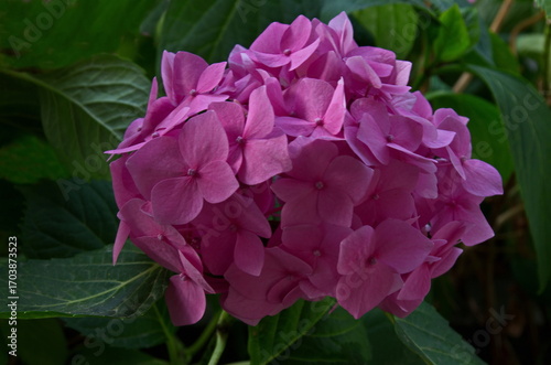 A garden with blooming pink hydrangea and lush greenery, Sofia, Bulgaria  