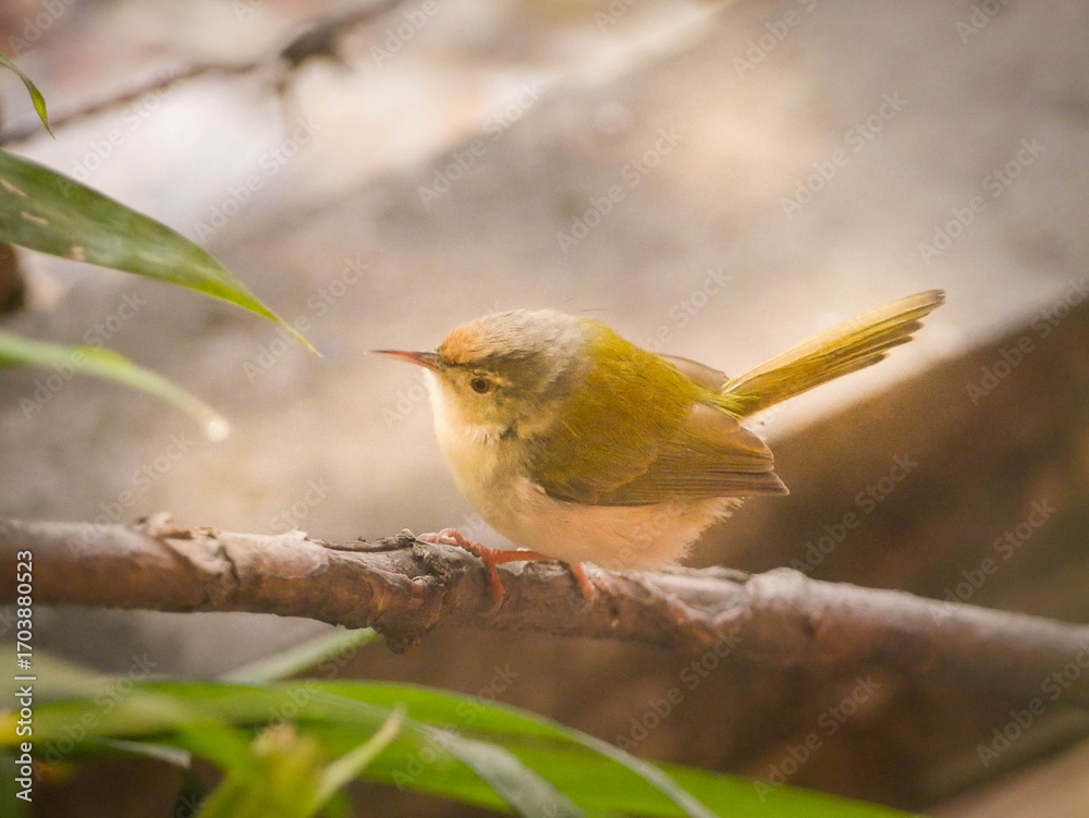 Obraz premium The common tailorbird - Orthotomus sutorius