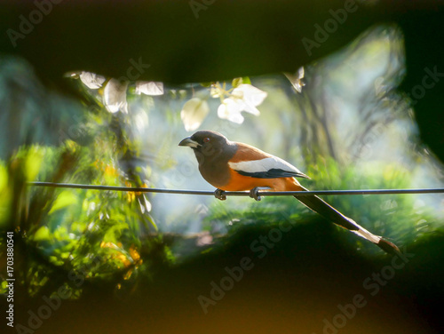 Rufous treepie