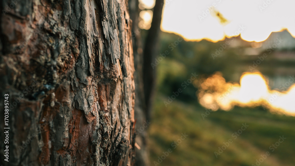 Fototapeta premium Close-up of a tree trunk with textured bark at sunset.