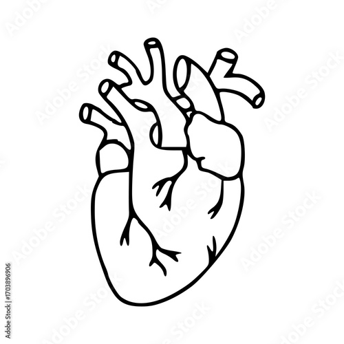 hand-drawn human heart anatomy