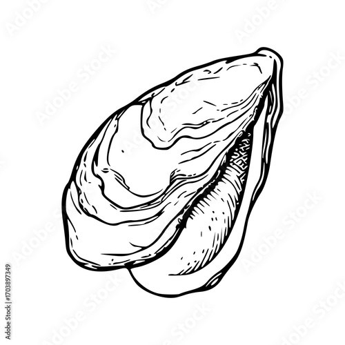 detailed mussel shell vector illustration