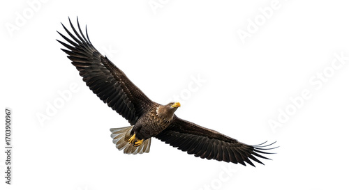 A majestic eagle soars powerfully wings spread wide in a silent graceful flight showcasing on transparent background