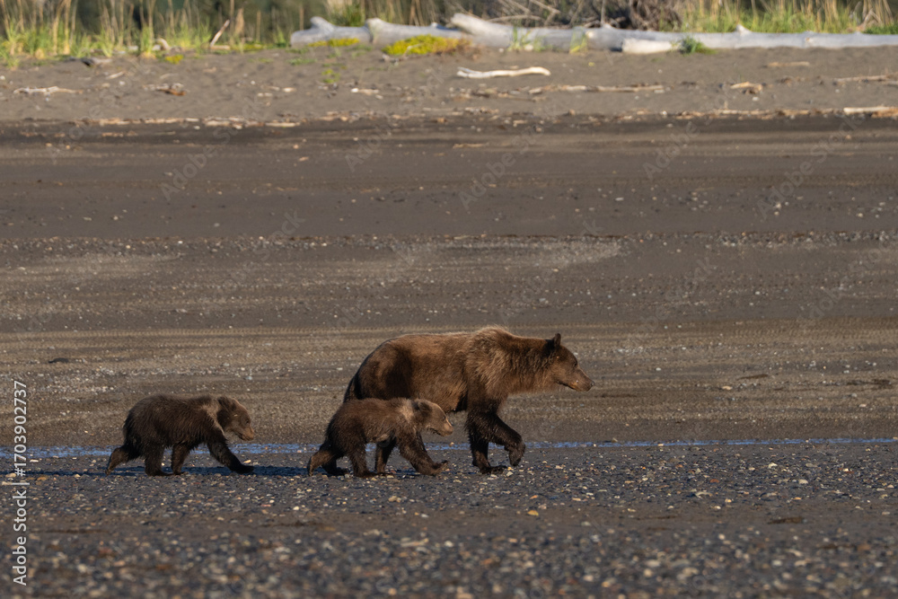 Fototapeta premium Mom bear and her two cubs walking on the beach