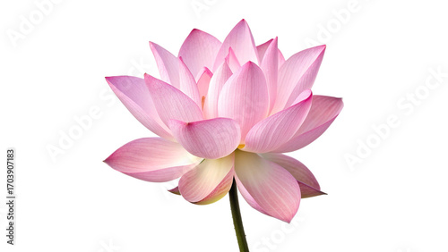 Pink Lotus Flower with Delicate Petals – Exotic Bloom Isolated on Transparent Background