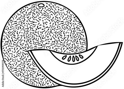 vector illustration of an melon