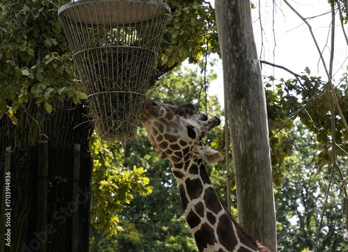 Canvas Print Close up of an eating giraffe stretching its head and neck to eat from a high tr