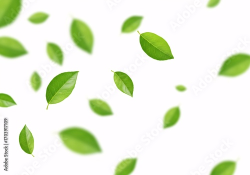 Falling Green Leaves