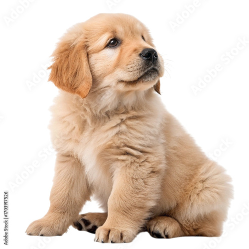 Adorable Golden Retriever Puppy Sitting and Looking Up