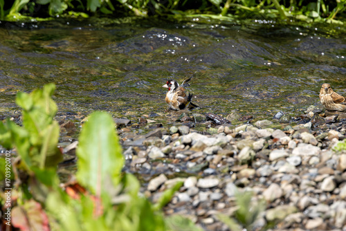 Photography European Goldfinch (Carduelis carduelis) in Dublin (Ireland)