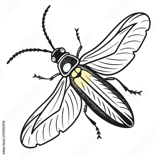 Line art illustration of a firefly with light spot on its abdomen