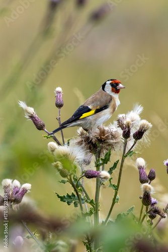 Photography European Goldfinch (Carduelis carduelis) in Dublin (Ireland)