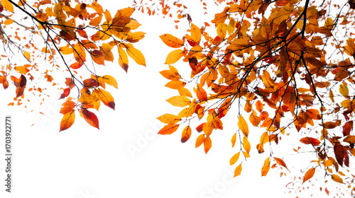 Vibrant autumn leaves against a dark background