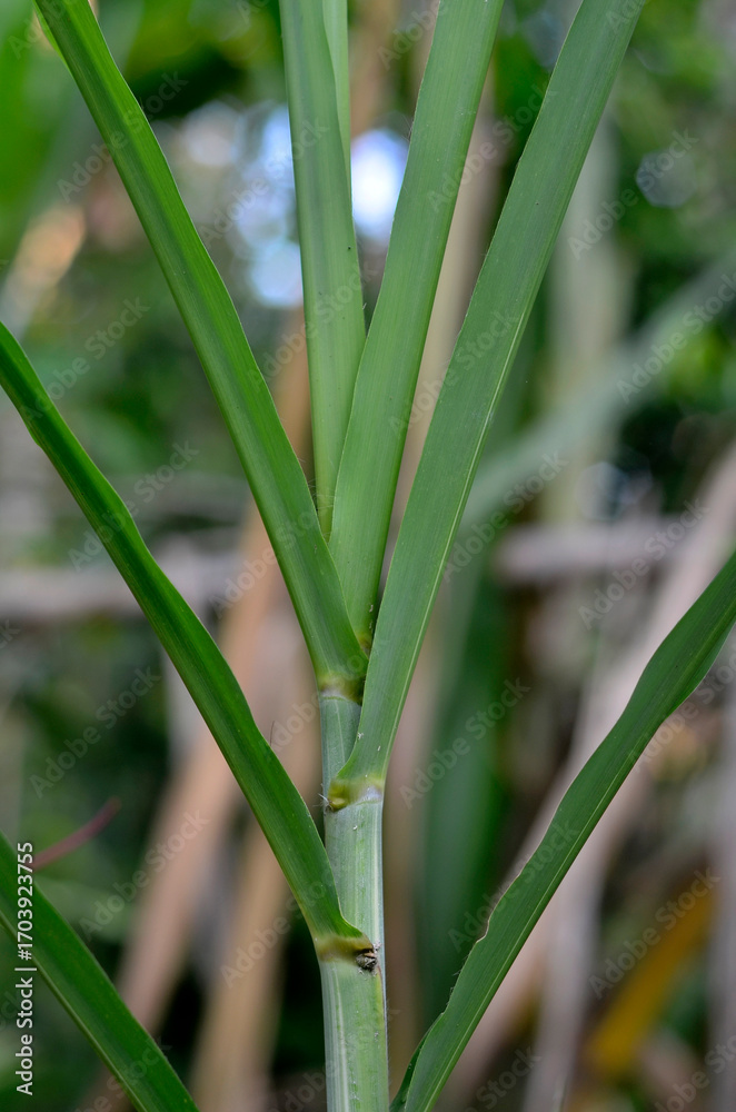 Obraz premium close up of a green grass