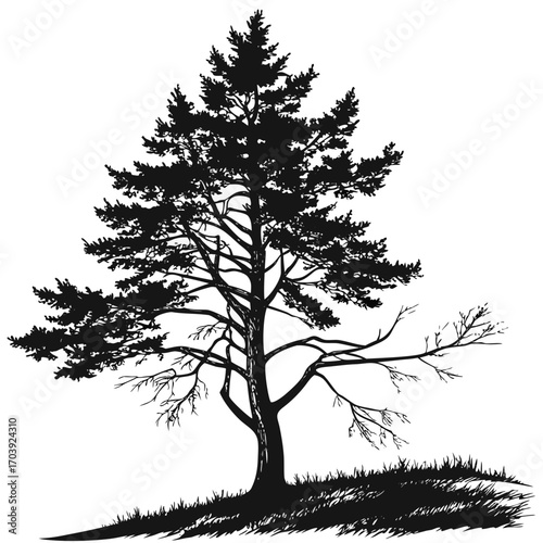 Silhouette of a solitary pine tree with detailed branches and needles standing on a grassy hill against a white background