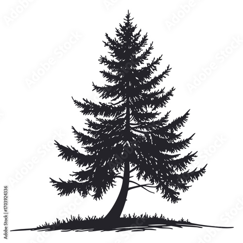 Silhouette of a tall mature evergreen pine tree with detailed branches and needles standing on a grassy patch against a white background