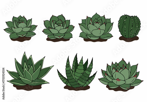 Hand-Drawn Succulents and Cactus Collection Illustration on White Background, perfect for botanical design projects.