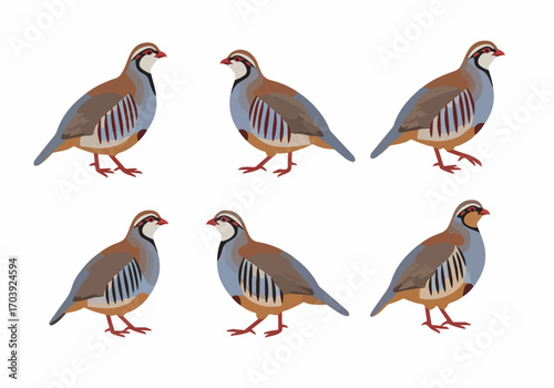 Fotografie Collection of six stylized red-legged partridge birds in profile, featuring their distinctive plumage, red eye-rings, and beaks, isolated on a white background for wildlife or hunting themes