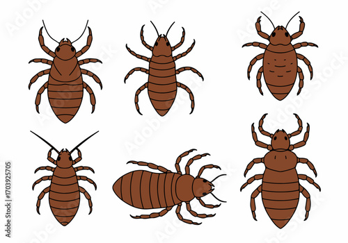 Set of Six Brown Lice or Mites Illustrations on White Background for Educational or Pest Control Themes.