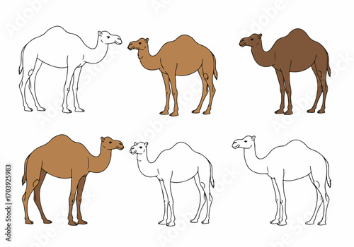 Collection of dromedary camel illustrations featuring both outline and colored brown designs, perfect for diverse desert animal-themed projects and educational materials.