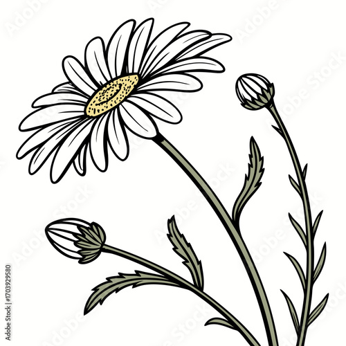 Daisy flower illustration, simple botanical drawing with buds