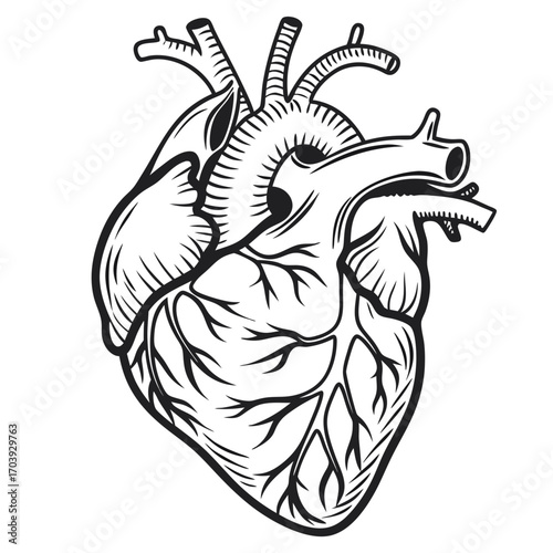 Illustration of a Human Heart in Black and White