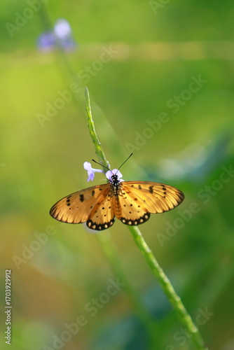 orange butterfly perched on a flower