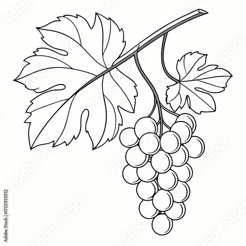 Detailed Botanical Line Art Illustration of a Fresh Grape Cluster with Lush Leaves on a Vine Branch
