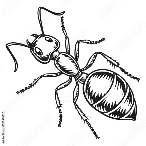 Illustration of an Ant with Detailed Anatomy