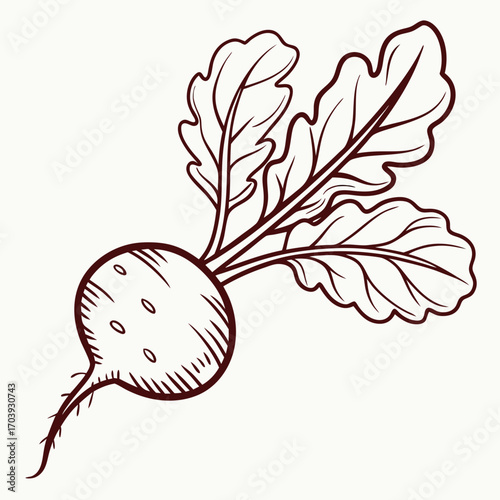 Illustration of a fresh radish with leaves, ready for the market or garden