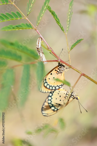 butterflies are mating on twig with cocoon on side