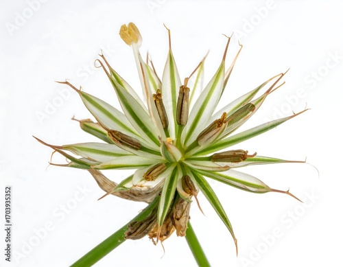 Close-up of a seed head