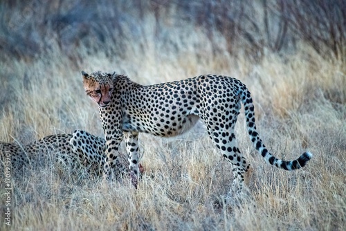 Photography Cheetah resting in the savannah after having a meal at Samburu national park in