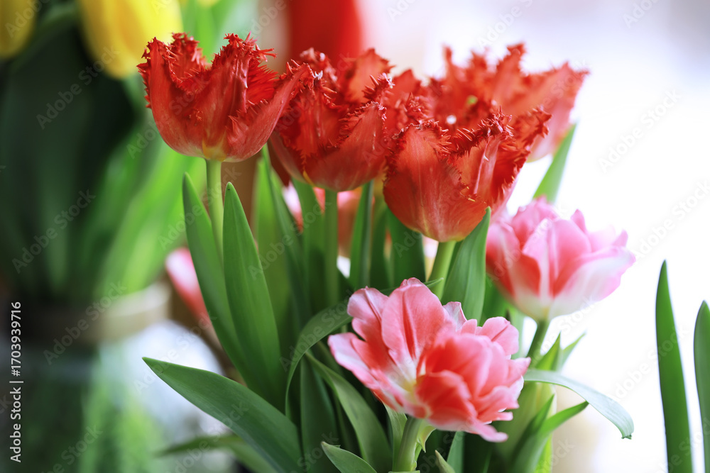 Fototapeta premium Tulip flowers close-up in a vase. Mothers Day.
