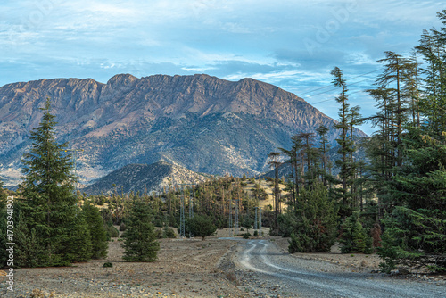 Gravel track through cedar forest in Morocco Atlas Mountains with rocky peaks visible in distance under blue sky and scattered white clouds above