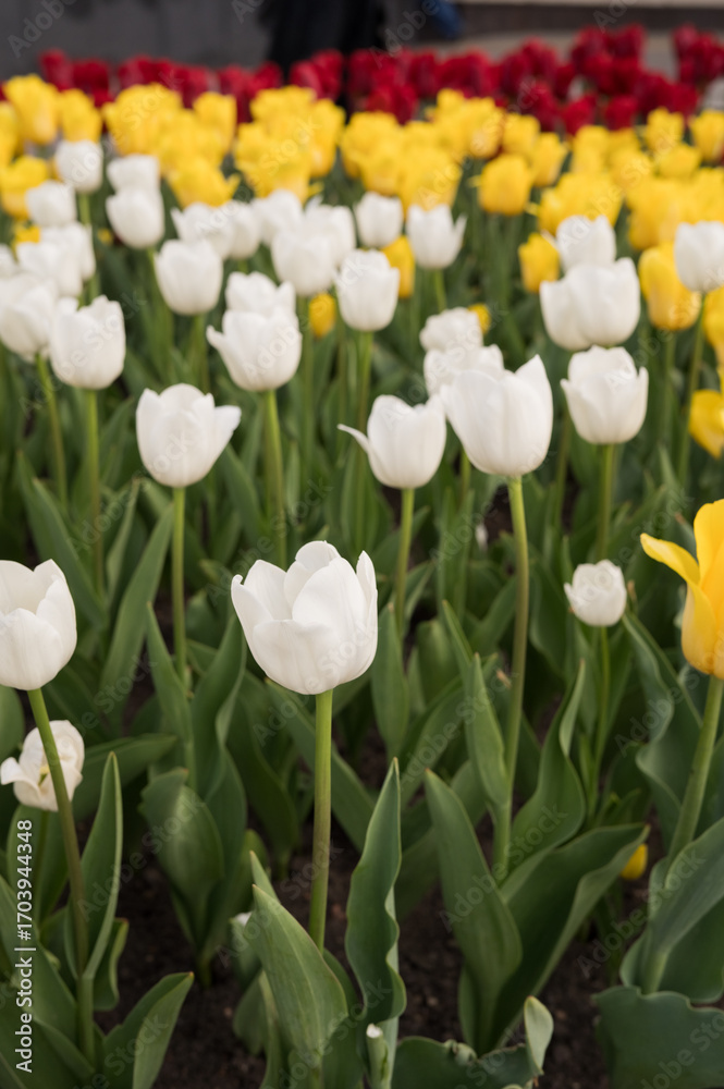 Tulip Day. Vibrant garden of red, yellow, and white tulips in bloom Tulip Day. Vibrant garden of red, yellow, and white tulips in bloom