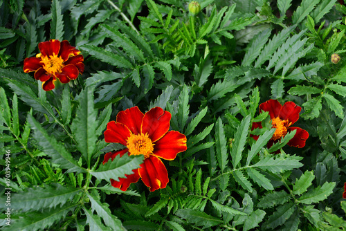 Vibrant Red and Yellow Marigold Flowers in Lush Green Foliage