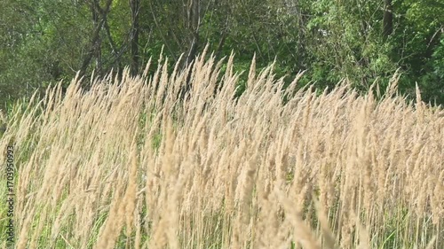A light breeze rustles the blades of grass, making them sway gracefully. Nature.	
