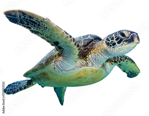 Sea Turtle Swimming with Outstretched Flippers, Top-Down View, isolated
