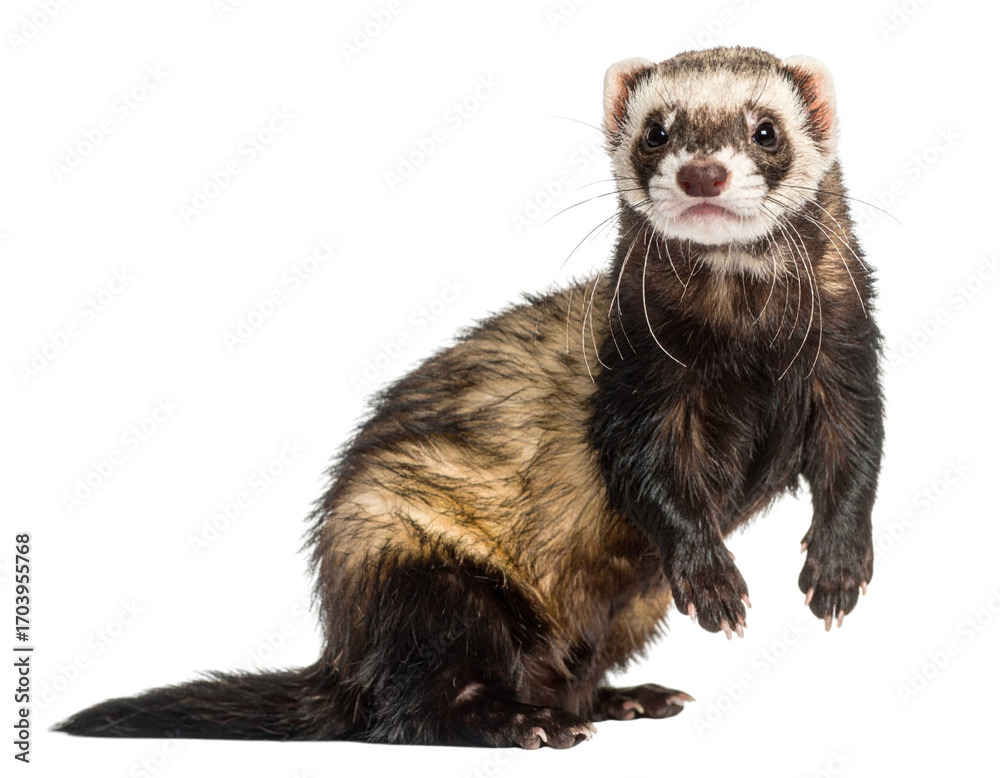 Curious Ferret Standing Upright, Front View, isolated on transparent background Curious Ferret Standing Upright, Front View, isolated on transparent background