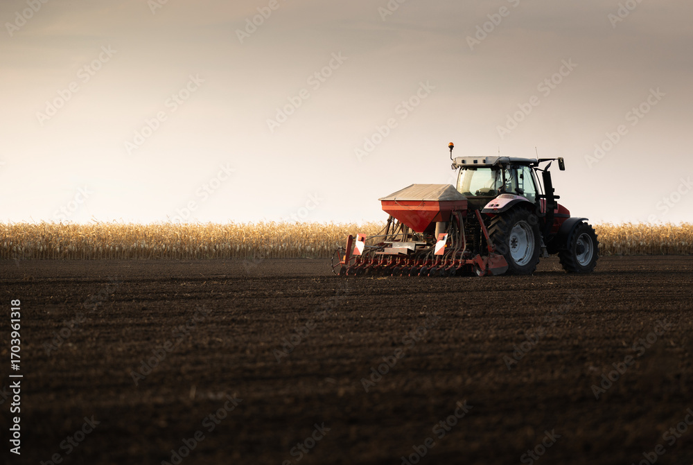 Fototapeta premium Farmer with tractor seeding in sunset