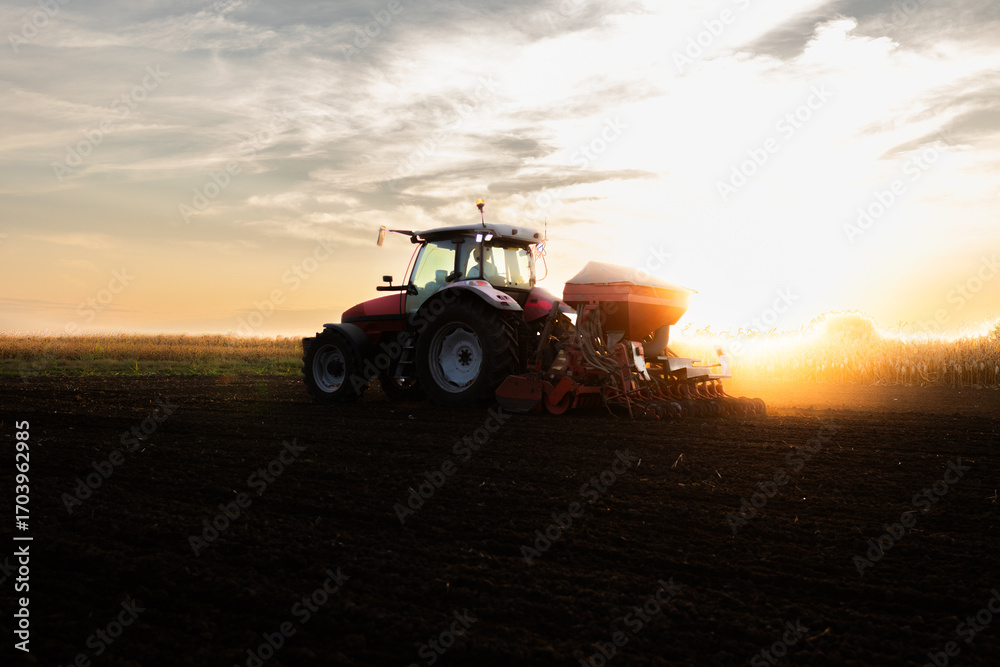 Fototapeta premium The tractor sows the field on sunset