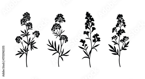 Four detailed botanical silhouettes of delicate wildflowers against a white backdrop vector