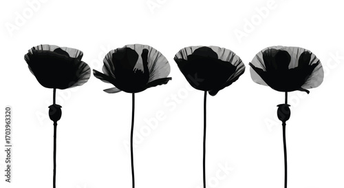 Delicate silhouette poppy flowers standing tall on thin stems against a bright vector