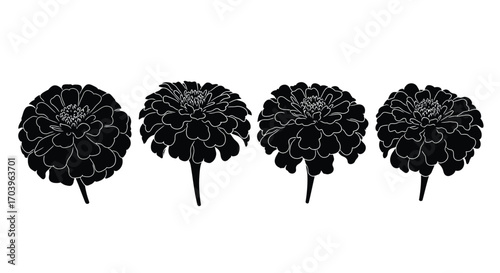 Four dark black chrysanthemum flowers with stems isolated on artistic composition vector
