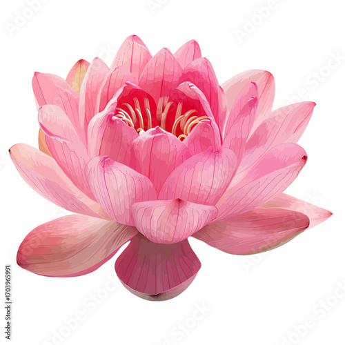 pink water lily