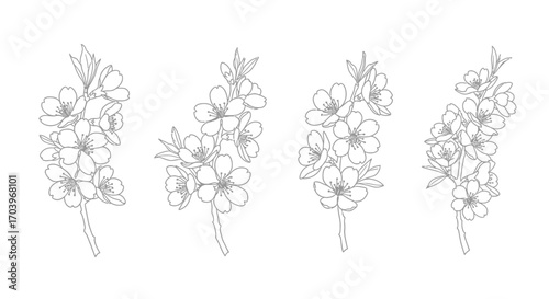 Four detailed artistic renderings of grape hyacinth flower sprigs isolated on white surface vector