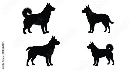 Four silhouette poses of husky dog breeds standing proudly and energetically vector