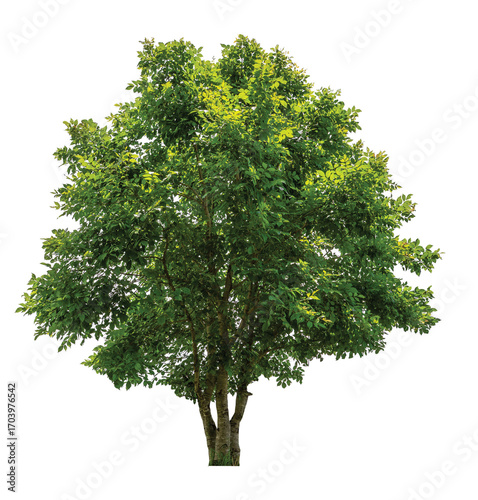 single tree PNG transparent background 