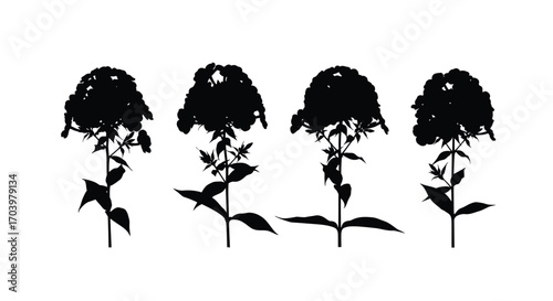 Four detailed silhouette illustrations of delicate flowering plants in bloom vector